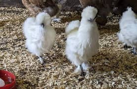 Fancy Hens White Silkie Murgi For Sale_
Call & WhatsApp 
03226982820