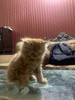 baby kitten
