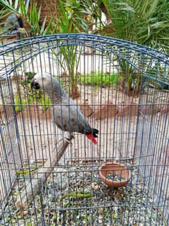 African Grey Parrot, Talking Parrot
