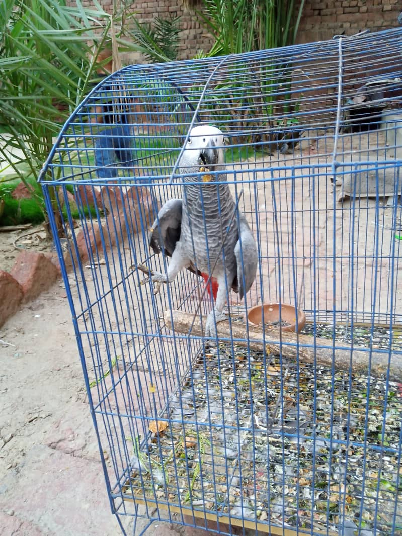 African Grey Parrot, Talking Parrot 2