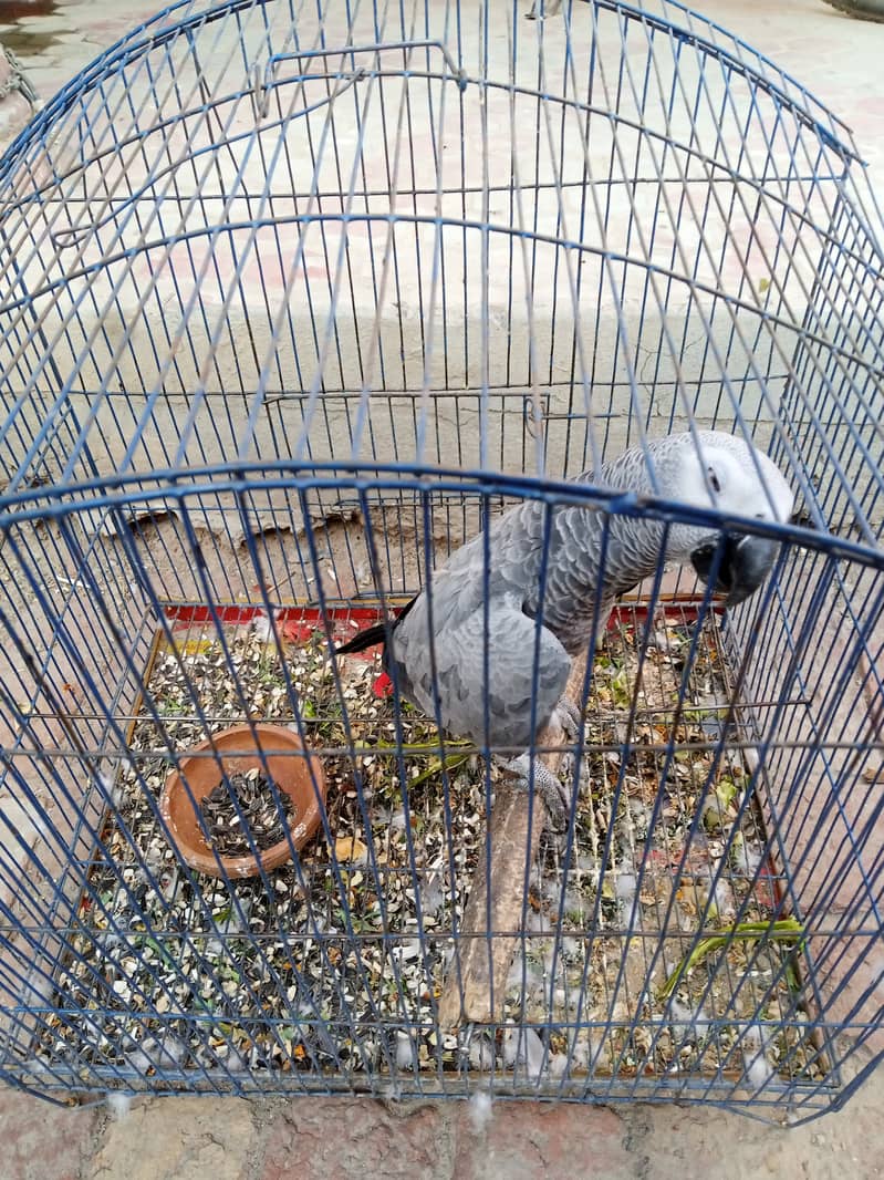 African Grey Parrot, Talking Parrot 3