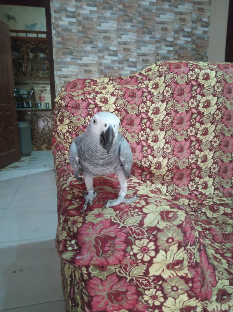 African Grey Parrot, Talking Parrot 7