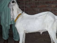 Goat for sale qurbani ky liya ready