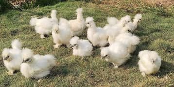 White silkie hens for sale