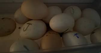 Aseel Heera Eggs