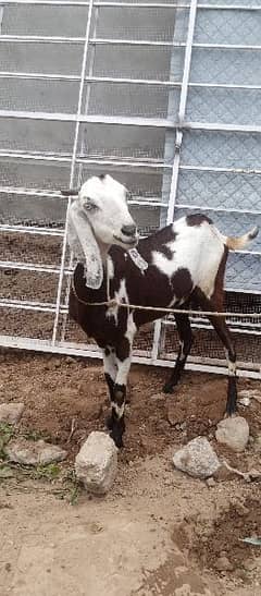 Pregnant goat