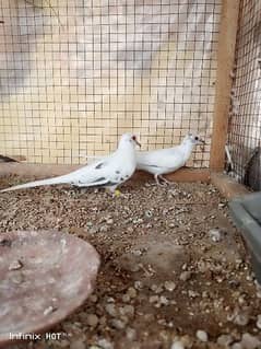 pid dove pair for sale