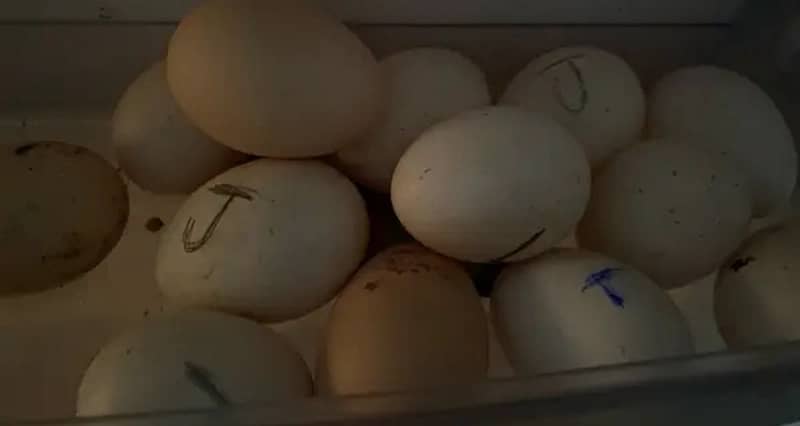 Aseel Heera Eggs 2