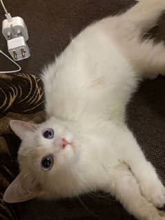 female cat 5 months age read ad