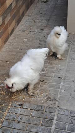 Silkie breeder pair ready for first breed