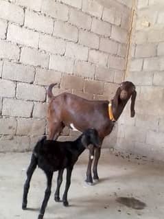 Goats/moni