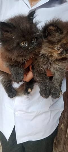 persian punch face kitten's triple coated 60 days for sale 03118899312