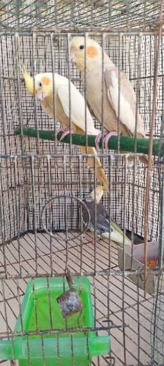 Cocktail pair & one extra female for sale