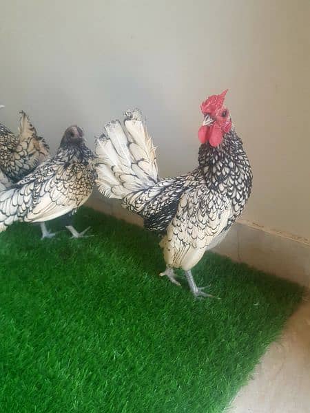 Austrolop - sebrite pullets & breeders for sell 3