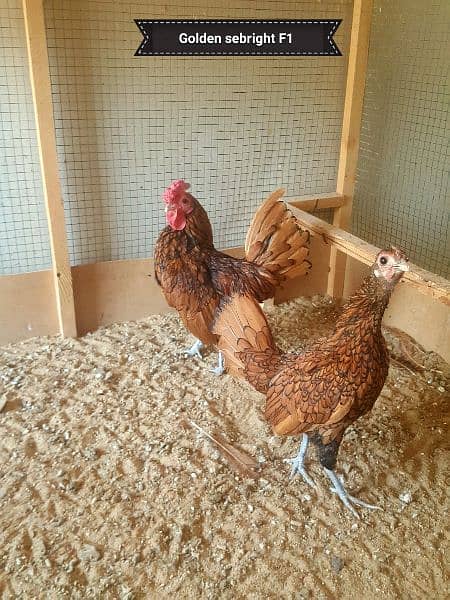 Austrolop - sebrite pullets & breeders for sell 4