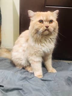 Persian Male cat 0