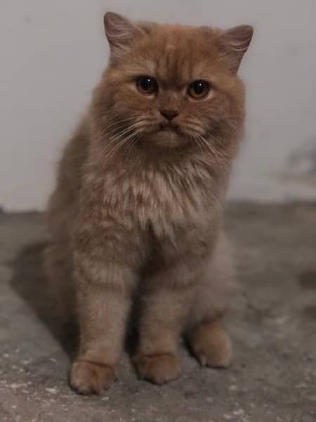 Persian Male cat 2