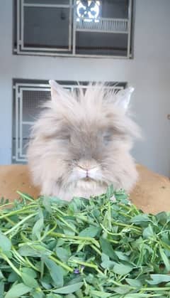 Desi And Fancy Rabbits for sale 0