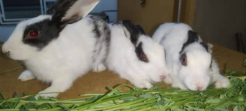 Desi And Fancy Rabbits for sale 1