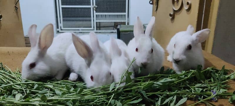Desi And Fancy Rabbits for sale 2