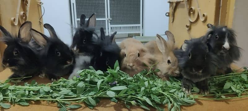 Desi And Fancy Rabbits for sale 3