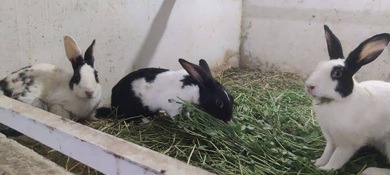 Desi And Fancy Rabbits for sale 4