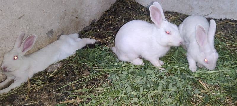 Desi And Fancy Rabbits for sale 5