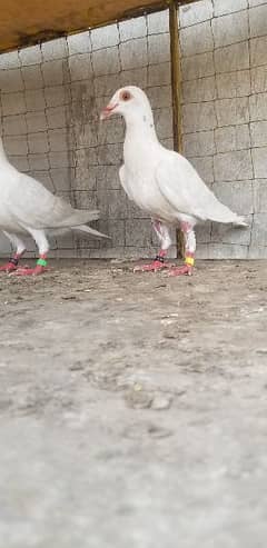 qasid pigeon