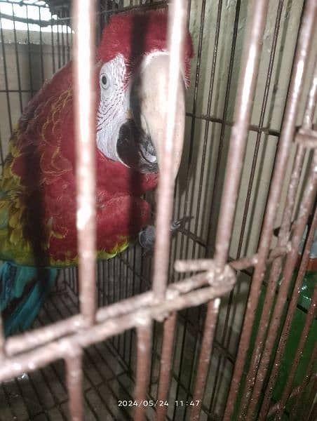 Green wing macaw breeder male and blue and gold macaw breeder female 1