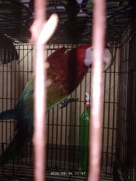 Green wing macaw breeder male and blue and gold macaw breeder female 2