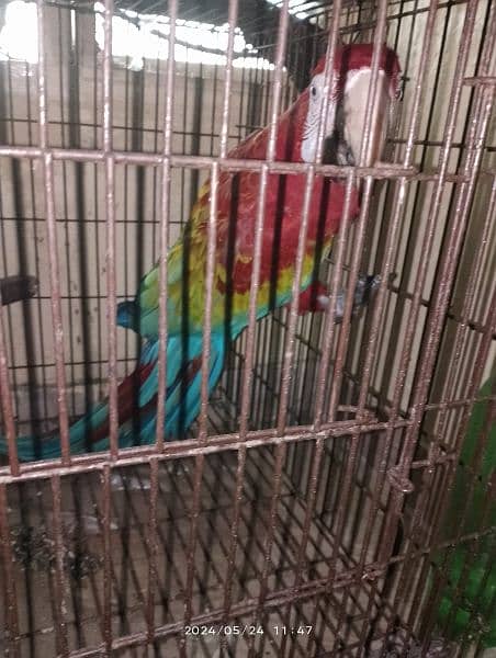 Green wing macaw breeder male and blue and gold macaw breeder female 3