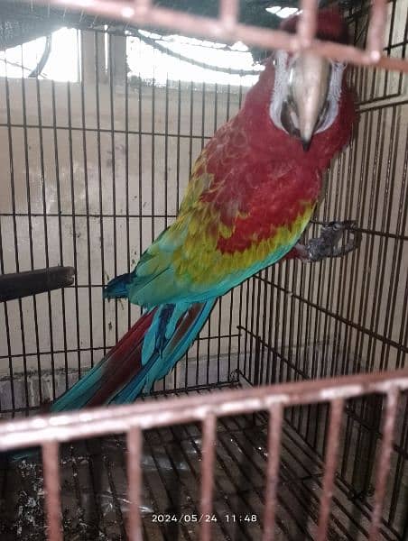 Green wing macaw breeder male and blue and gold macaw breeder female 4