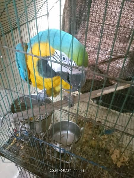 Green wing macaw breeder male and blue and gold macaw breeder female 5
