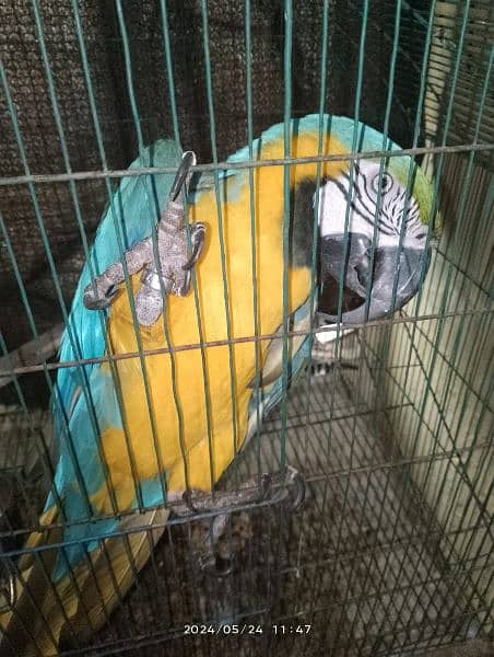 Green wing macaw breeder male and blue and gold macaw breeder female 6