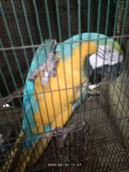 Green wing macaw breeder male and blue and gold macaw breeder female 7