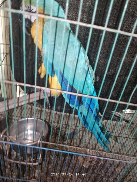 Green wing macaw breeder male and blue and gold macaw breeder female 8