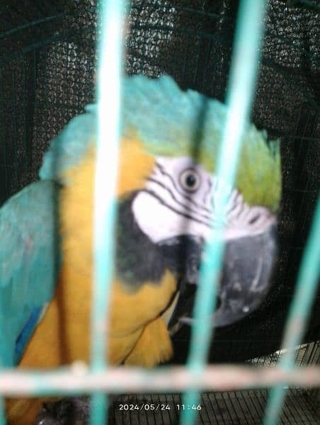 Green wing macaw breeder male and blue and gold macaw breeder female 9