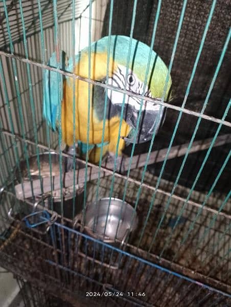 Green wing macaw breeder male and blue and gold macaw breeder female 10