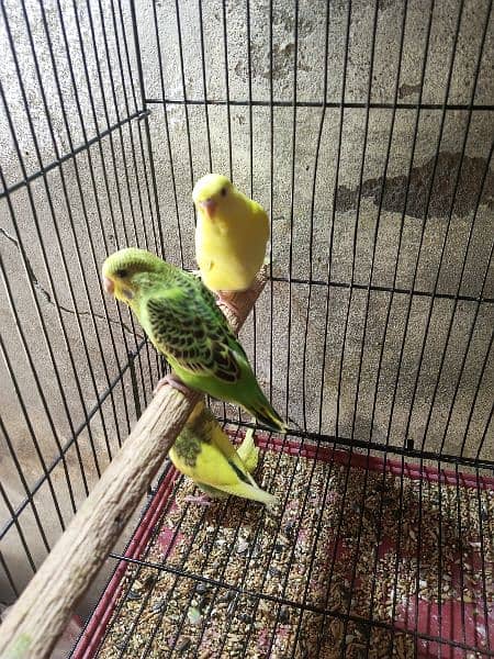 Budgies for sale 4