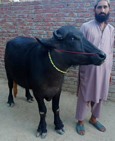 qurbani k liye 2 Janwar sale jhota or jhoti 0