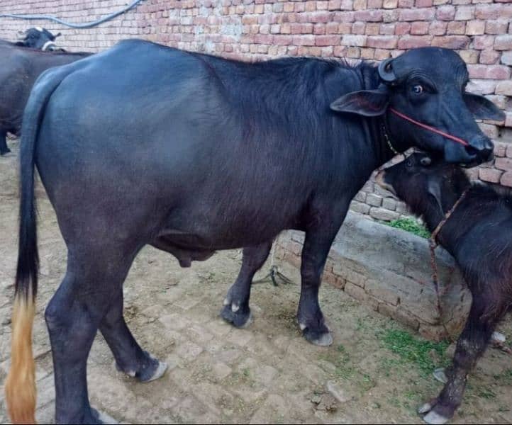 qurbani k liye 2 Janwar sale jhota or jhoti 1