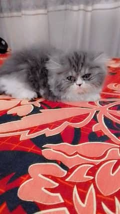 White and Grey Triple Hair coat Kitten available for Sale.