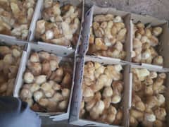 lohmann Browns one day chicks available 0