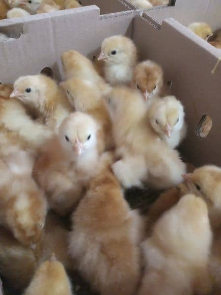 lohmann Browns one day chicks available 1