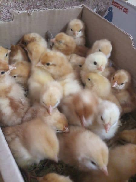 lohmann Browns one day chicks available 2