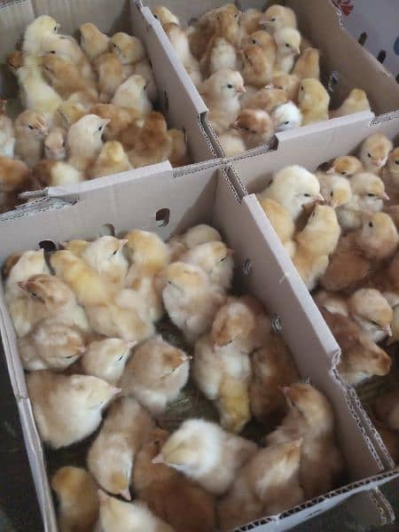 lohmann Browns one day chicks available 4