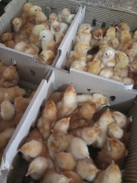 lohmann Browns one day chicks available 5