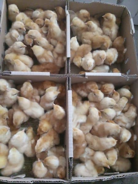 lohmann Browns one day chicks available 6