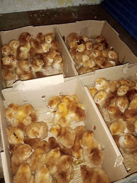 lohmann Browns one day chicks available 7