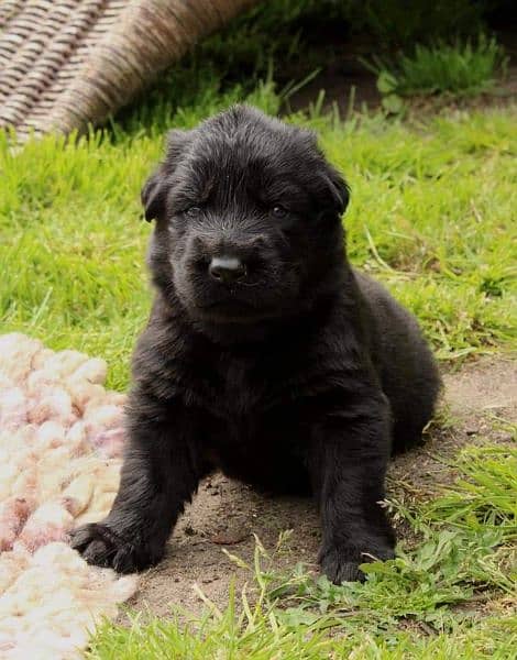 Black shepherd pups available long coated 1